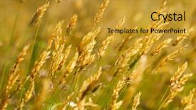  Presentation with meadow - Beautiful PPT layouts featuring wild meadow wheat grass close backdrop and a gold colored foreground