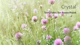  Presentation with clover - Cool new PPT theme with wild-meadow-with-red-clover backdrop and a soft green colored foreground
