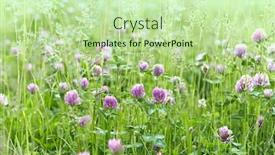  Presentation with honey bee - Slide set enhanced with wild-meadow-with-red-clover background and a mint green colored foreground