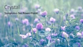  Presentation with honey bee - Audience pleasing PPT theme consisting of wild-meadow-with-red-clover backdrop and a soft green colored foreground