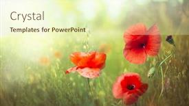  Presentation with poppies - Slide set enhanced with wild-meadow-with-red-poppies background and a cream colored foreground