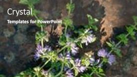  Presentation with mosquito - Slide set with wild-mint-on-vintage-stone background and a dark gray colored foreground