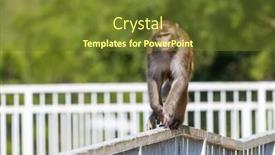  Presentation with monkey - Slides having wild-monkey-at-mountain-landscape background and a  colored foreground