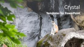  Presentation with monkey - PPT theme with wild-monkey-at-mountain-landscape background and a gray colored foreground