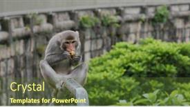  Presentation with monkey - Amazing presentation having wild-monkey-eat-banana backdrop and a tawny brown colored foreground