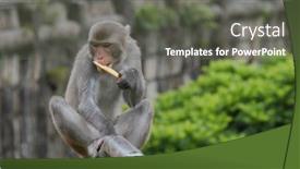  Presentation with monkey - Presentation theme with wild-monkey-eat-banana background and a gray colored foreground