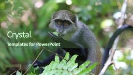  Presentation with zanzibar - Slide set enhanced with wild monkey eat green leaf background and a tawny brown colored foreground