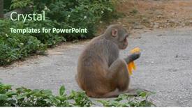  Presentation with mango - Slide set with wild-monkey-eat-the-mango background and a tawny brown colored foreground