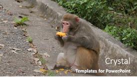  Presentation with mango - Cool new slide set with wild-monkey-eat-the-mango backdrop and a violet colored foreground