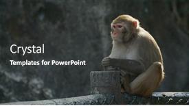  Presentation with snails and forest - Colorful presentation theme enhanced with wild-monkey-in-the-forest backdrop and a dark gray colored foreground