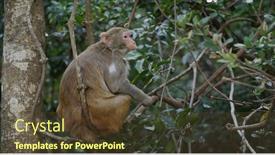  Presentation with wild birds black capped chickadee - Colorful PPT theme enhanced with wild-monkey-in-the-forest backdrop and a tawny brown colored foreground