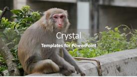  Presentation with monkey - Audience pleasing presentation design consisting of wild-monkey-look-for-food backdrop and a gray colored foreground