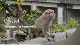  Presentation with monkey - PPT theme having wild-monkey-look-for-food background and a dark gray colored foreground