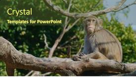  Presentation with monkey - Theme having wild-monkey-look-for-food background and a tawny brown colored foreground