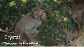 Presentation with monkey - Colorful presentation design enhanced with wild-monkey-sits-in-tree backdrop and a dark gray colored foreground