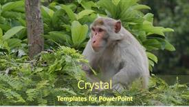  Presentation with monkey - Presentation theme consisting of wild-monkey-with-tree-background background and a tawny brown colored foreground