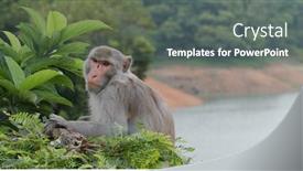  Presentation with monkey - Audience pleasing presentation theme consisting of wild-monkey-with-tree-background backdrop and a gray colored foreground