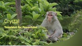  Presentation with monkey - Amazing presentation theme having wild-monkey-with-tree-background backdrop and a tawny brown colored foreground