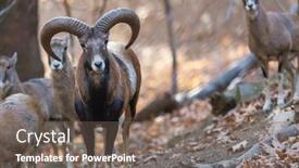  Presentation with forest - Audience pleasing slide set consisting of wild-moufflon-in-autumn-forest backdrop and a gray colored foreground