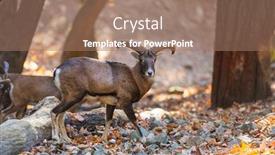  Presentation with forest - Colorful PPT layouts enhanced with wild-moufflon-in-autumn-forest backdrop and a coral colored foreground