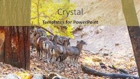  Presentation with forest - Beautiful slide deck featuring wild-moufflon-in-cyprus-forest backdrop and a yellow colored foreground