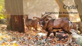  Presentation with wild west for - Colorful presentation enhanced with wild moufflon in cyprus backdrop and a coral colored foreground