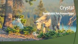  Presentation with banff national park - Slide deck enhanced with wild mountain goat banff national background and a gray colored foreground