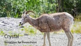  Presentation with cascade mountains - Amazing presentation having wild mountain goat in cascade backdrop and a soft green colored foreground