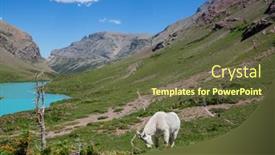  Presentation with glacier - Presentation design consisting of wild-mountain-goat-in-glacier background and a  colored foreground