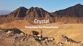  Presentation with israel - Slides with wild mountain goat in picturesque background and a red colored foreground