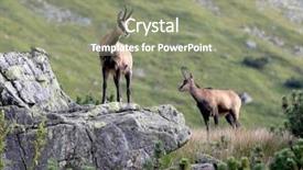  Presentation with stone - Amazing theme having wild mountain goat on stone backdrop and a  colored foreground