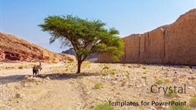  Presentation with volcanic rocks - Beautiful slides featuring wild-mountain-goat-with-curled backdrop and a coral colored foreground