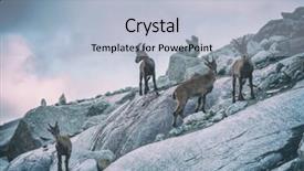 Presentation with filter - Colorful presentation theme enhanced with wild mountain goats in alps rock toned like instagram filter backdrop and a light blue colored foreground