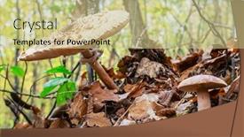  Presentation with mushroom - Presentation theme consisting of wild-mushroom-in-the-autumn background and a mint green colored foreground