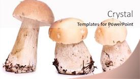  Presentation with mushrooms - Colorful slide set enhanced with wild-mushrooms-for-eating backdrop and a white colored foreground