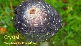  Presentation with mushrooms - Presentation theme having wild-mushrooms-growing background and a  colored foreground