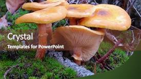  Presentation with wild flower in field of daisies - PPT theme enhanced with big rounded country bread isolated over white background background and a lemonade colored foreground