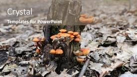  Presentation with mushrooms - Amazing theme having wild-mushrooms-on-an-old backdrop and a coral colored foreground
