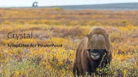  Presentation with tundra - Presentation theme enhanced with wild-musk-ox background and a  colored foreground