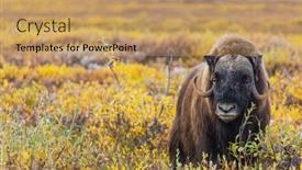  Presentation with tundra - Presentation theme consisting of wild-musk-ox background and a coral colored foreground