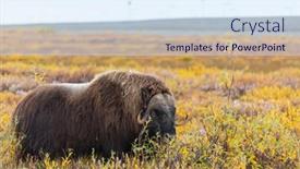 Presentation with landscape - Slide deck featuring wild-musk-ox background and a sky blue colored foreground
