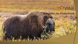  Presentation with tundra - Presentation enhanced with wild-musk-ox background and a coral colored foreground