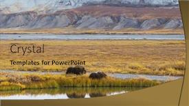  Presentation with autumn - Presentation theme enhanced with wild-musk-ox and a coral colored foreground