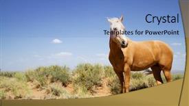  Presentation with wild horse - Theme consisting of wild mustang horse glazing background and a light blue colored foreground