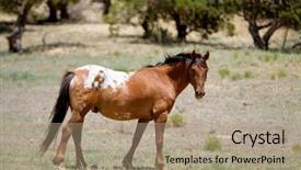  Presentation with wild horse - Presentation design with wild mustang horse grazing background and a coral colored foreground