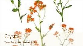  Presentation with white flowers - Presentation with wild-mustard-flowers-isolated background and a cream colored foreground