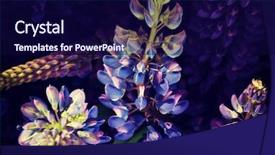  Presentation with nature purple - Beautiful presentation theme featuring wild nature - beautiful smelling purple garden lupine backdrop and a navy blue colored foreground