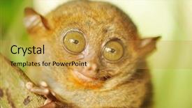  Presentation with monkey - Cool new theme with wild nature - tarsier monkey in natural environment backdrop and a gold colored foreground