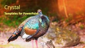  Presentation with turkey - Beautiful slide set featuring wild-ocellated-turkey-in-tikal backdrop and a tawny brown colored foreground
