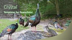  Presentation with turkey - Amazing slide deck having wild-ocellated-turkey-in-tikal backdrop and a tawny brown colored foreground